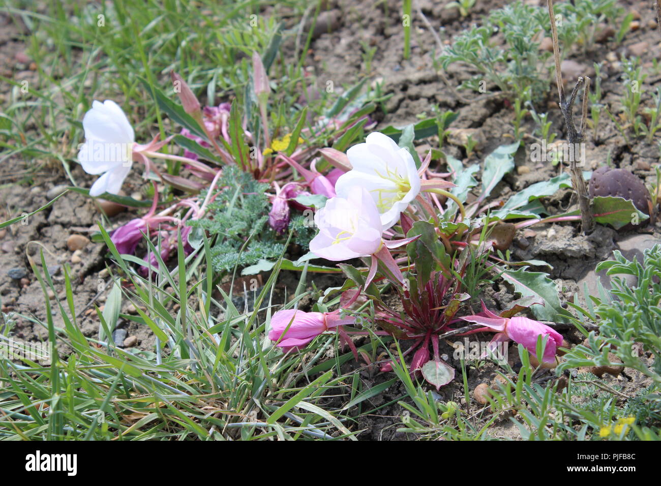 Alberta wild rose hires stock photography and images Alamy