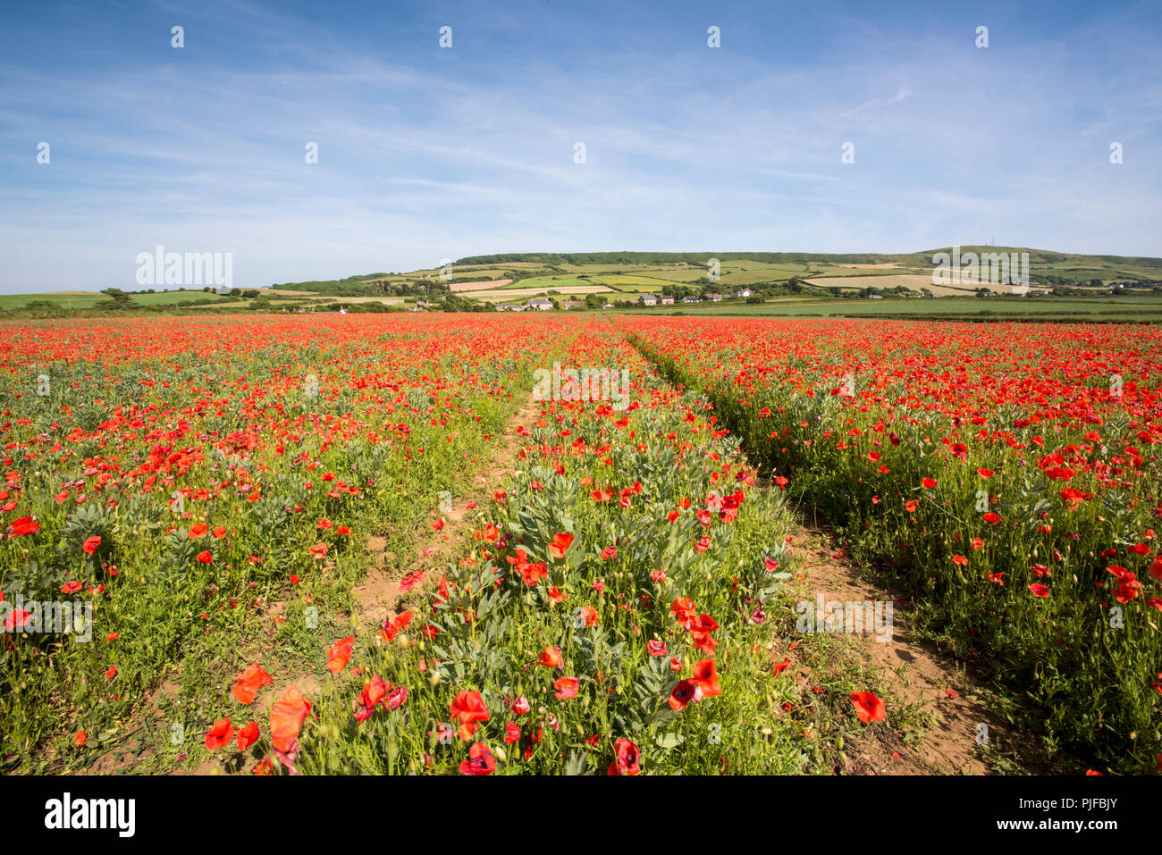 beautiful field full of red poppies on the isle of wight atmospheric landscape in mid summer. Stock Photo