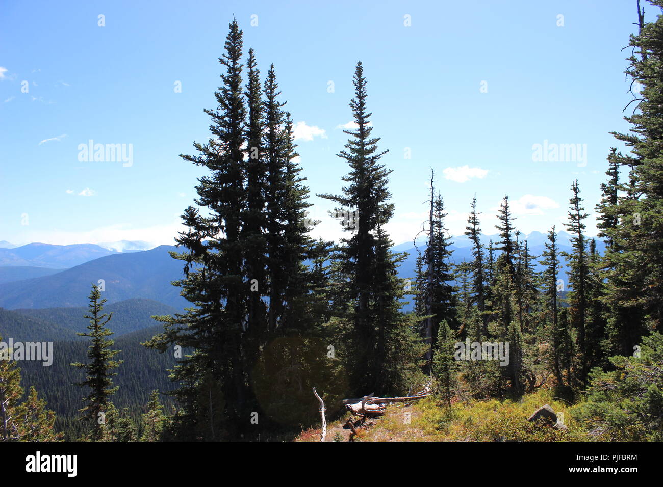 Sunshine evergreen trees hi-res stock photography and images - Alamy