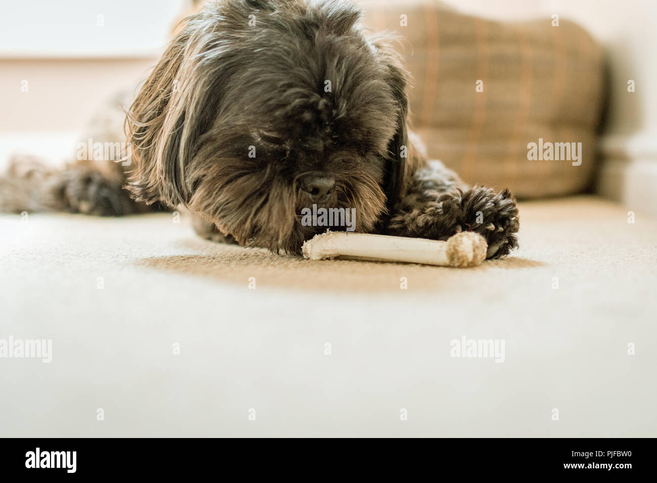 cute dog shih tzu with a bone Stock Photo Alamy