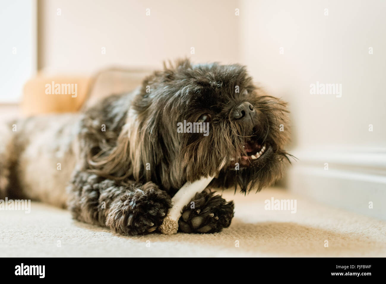 cute dog shih tzu with a bone Stock Photo Alamy