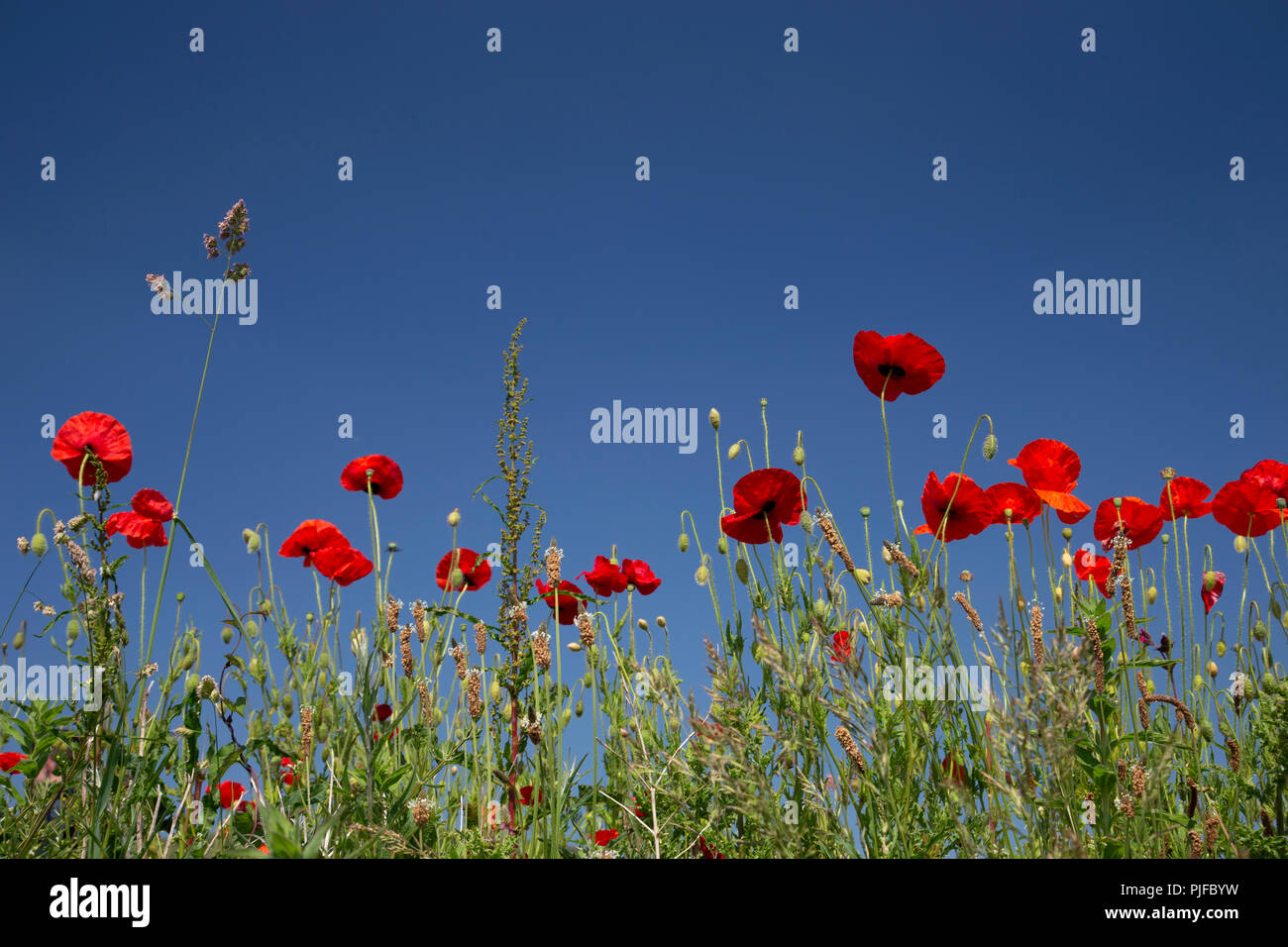 Wildflowers on a sunny summer's day at Church Bay on the Isle of Anglesey, North Wales Stock Photo