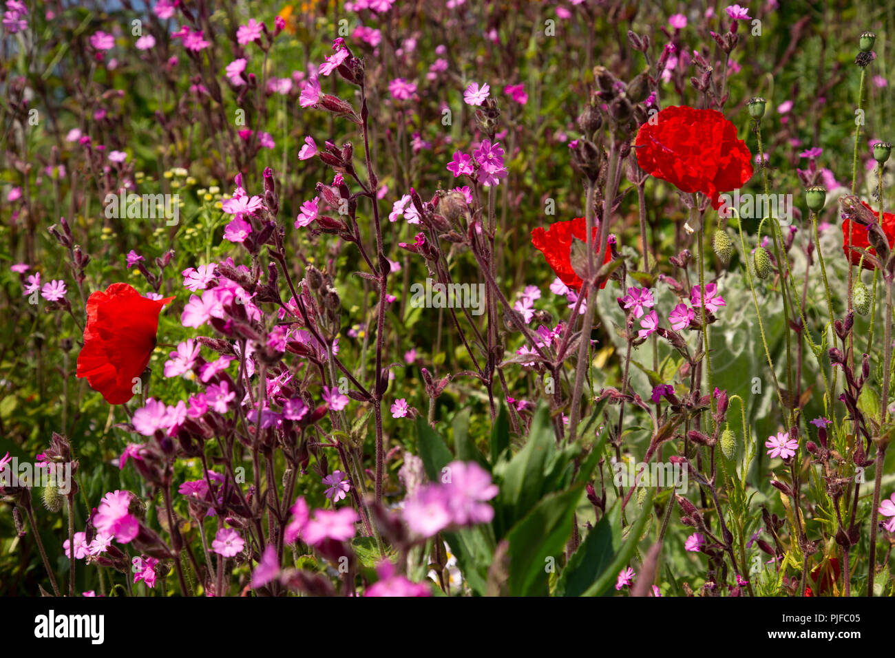 Wildflowers on a sunny summer's day at Church Bay on the Isle of Anglesey, North Wales Stock Photo