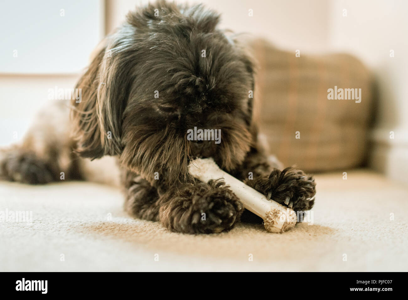 cute dog shih tzu with a bone Stock Photo Alamy
