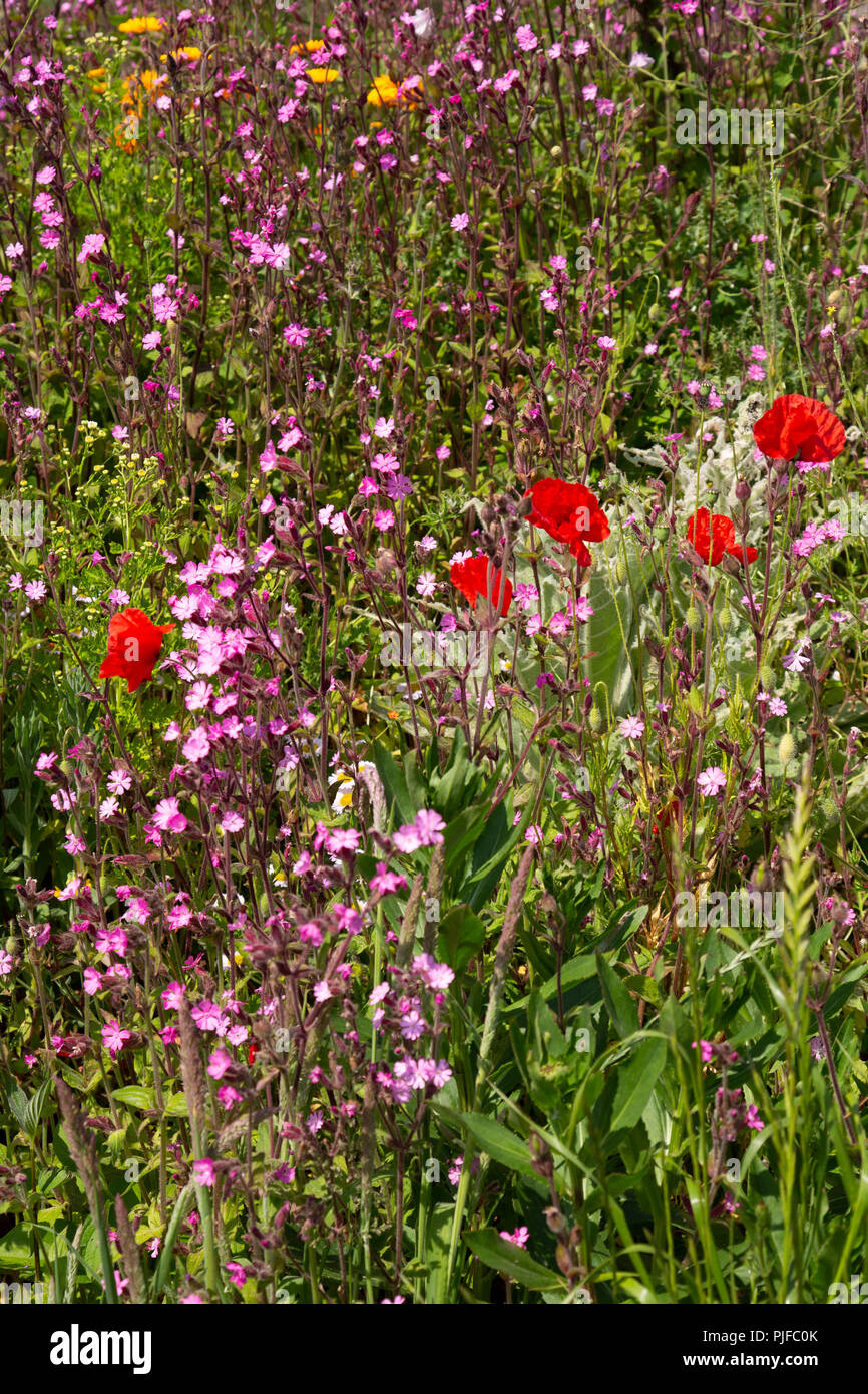 Wildflowers on a sunny summer's day at Church Bay on the Isle of Anglesey, North Wales Stock Photo