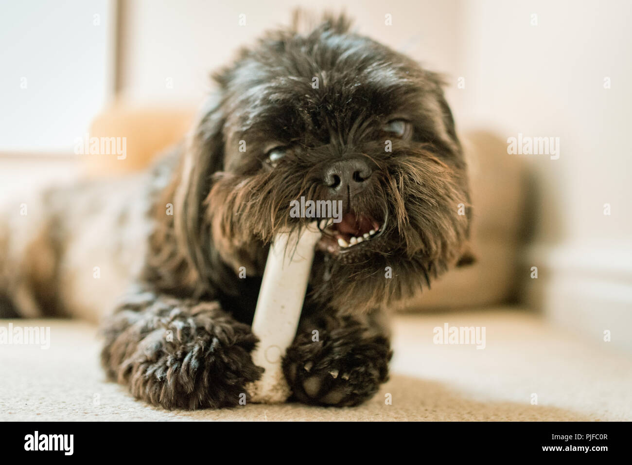 cute dog shih tzu with a bone Stock Photo Alamy