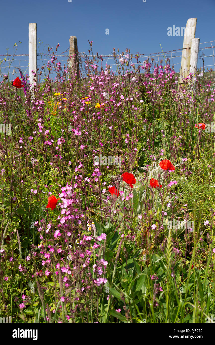 Wildflowers on a sunny summer's day at Church Bay on the Isle of Anglesey, North Wales Stock Photo