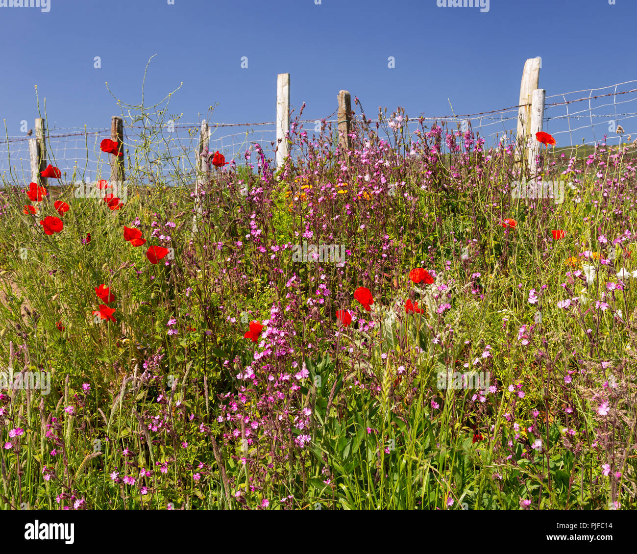 Wildflowers on a sunny summer's day at Church Bay on the Isle of Anglesey, North Wales Stock Photo