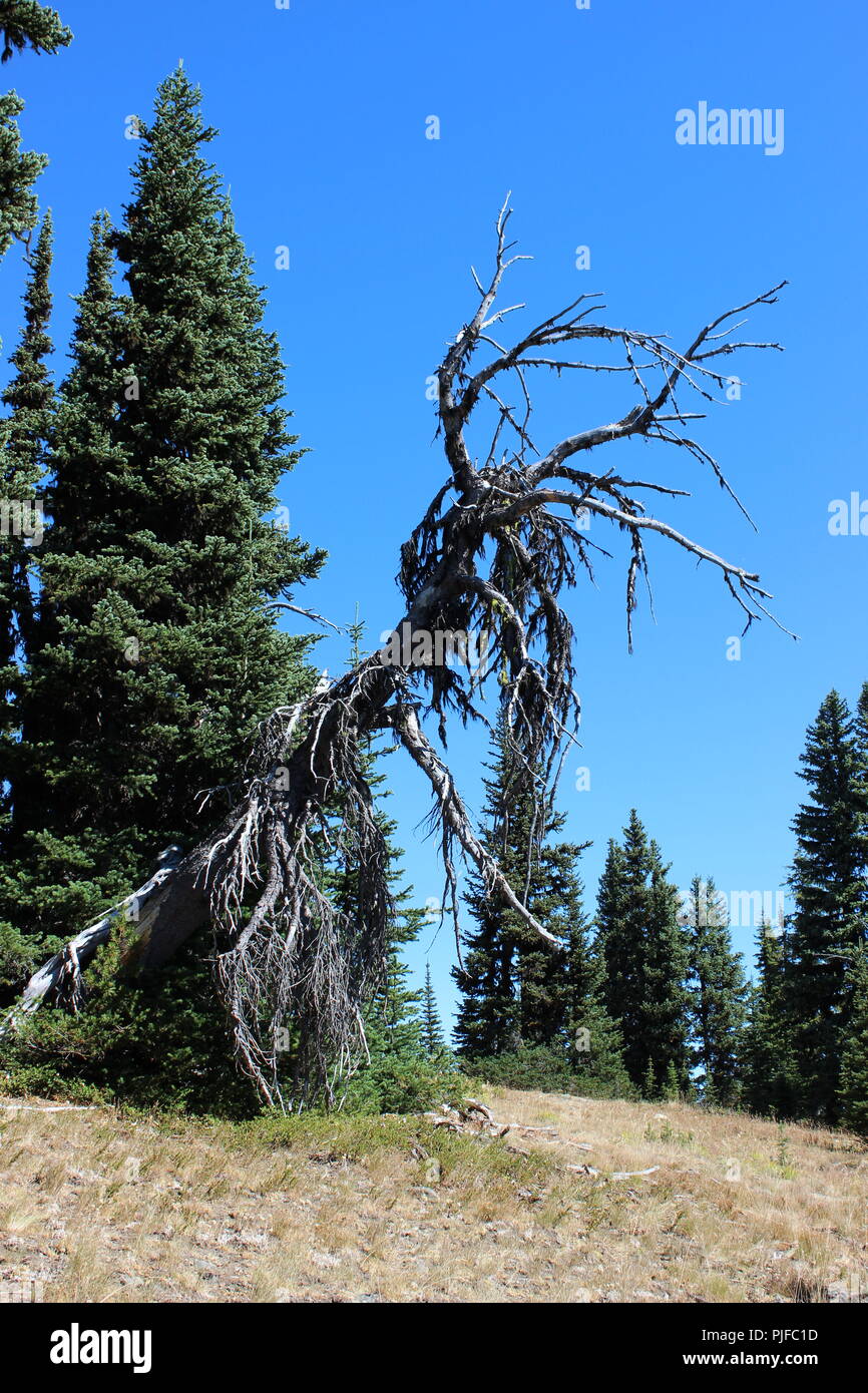 Monster Tree Stock Photo Alamy