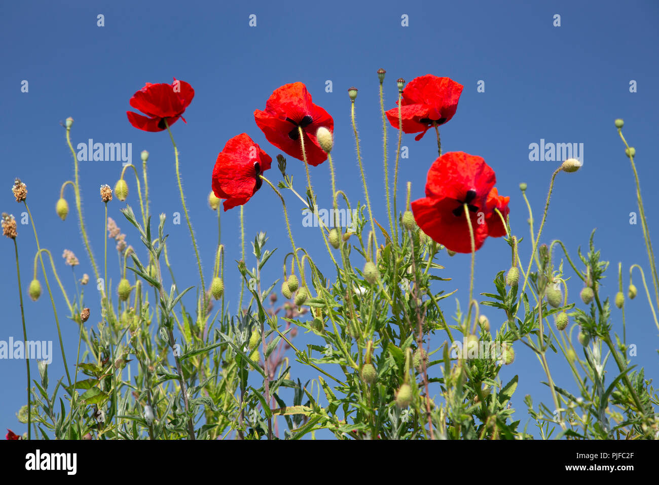 Wildflowers on a sunny summer's day at Church Bay on the Isle of Anglesey, North Wales Stock Photo