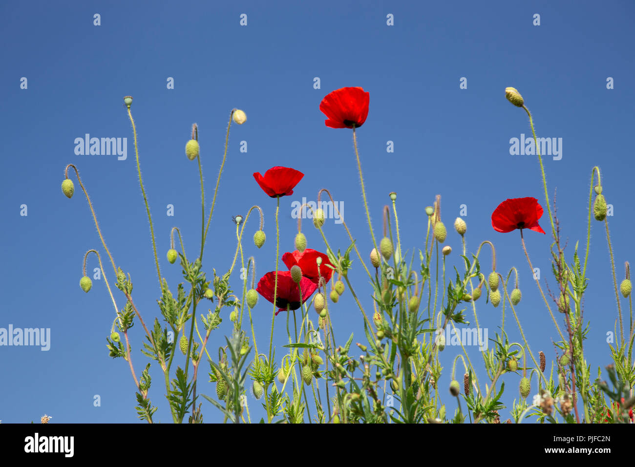 Wildflowers on a sunny summer's day at Church Bay on the Isle of Anglesey, North Wales Stock Photo