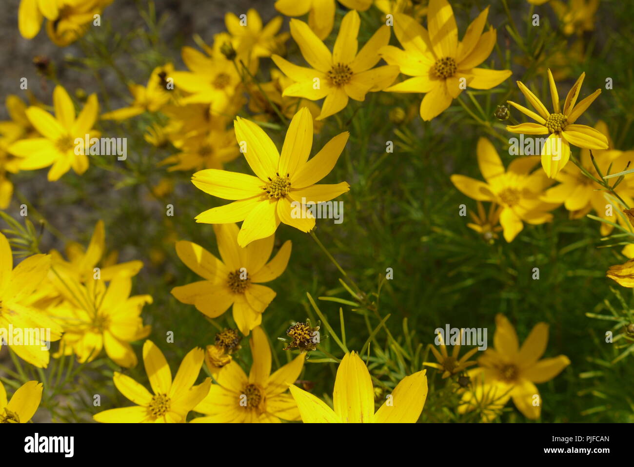Yellow flowers in spring Stock Photo Alamy