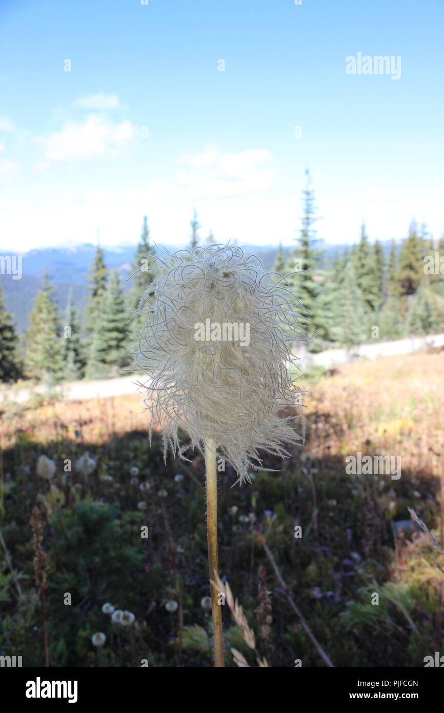 Lorax Trees Real Life