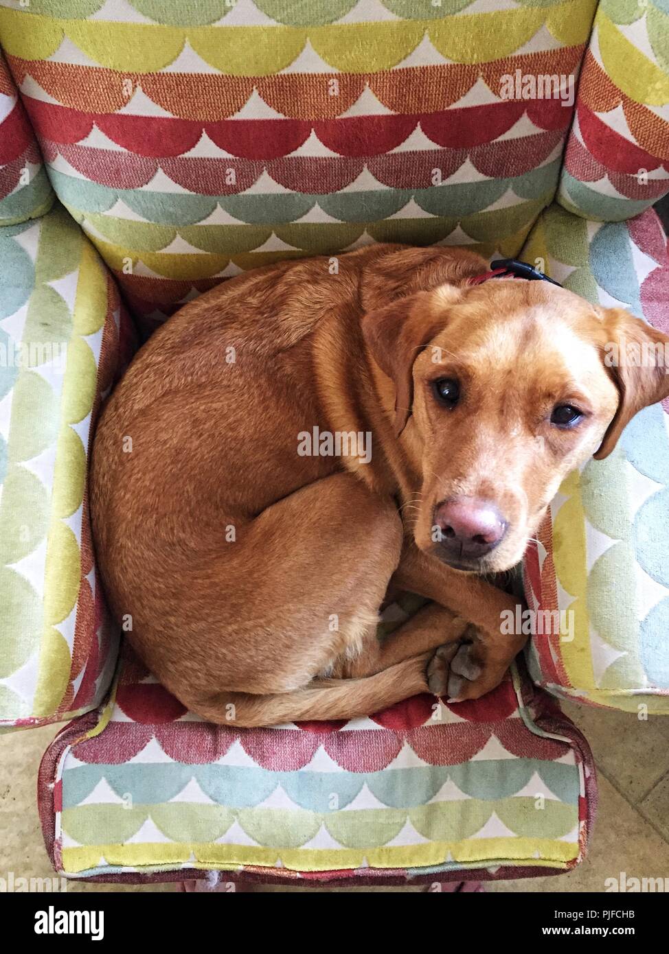 A lazy yellow Labrador retriever dog curled up in ball on a comfy armchair and looking up toward the camera with copy space. Stock Photo