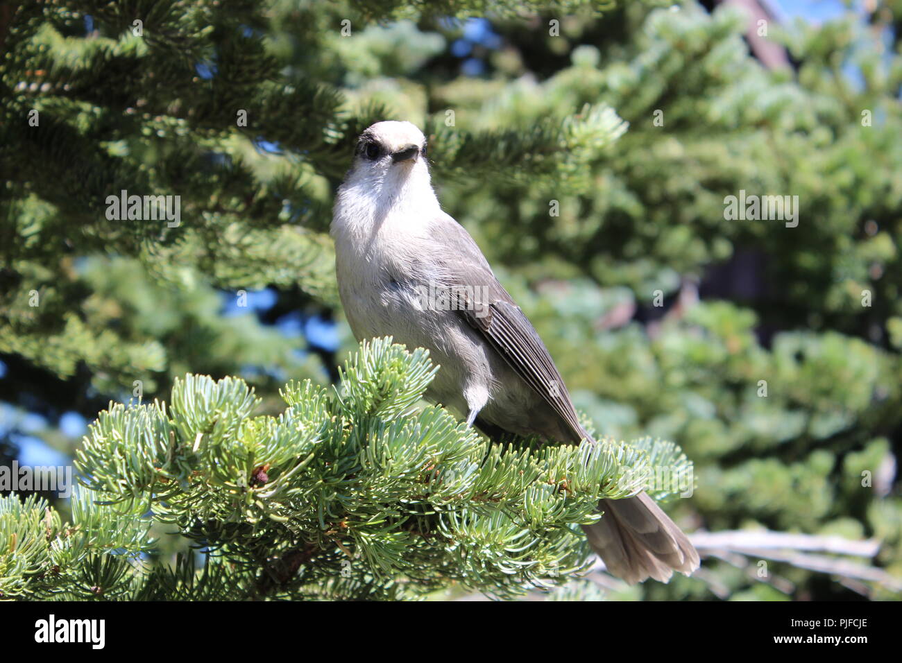 gray jay whiskey jack bird Stock Photo Alamy