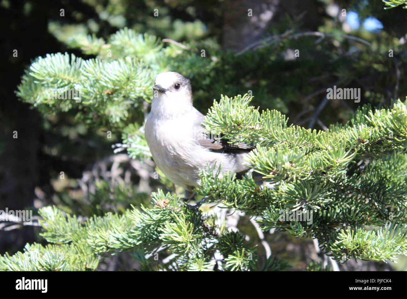 gray jay whiskey jack bird Stock Photo Alamy