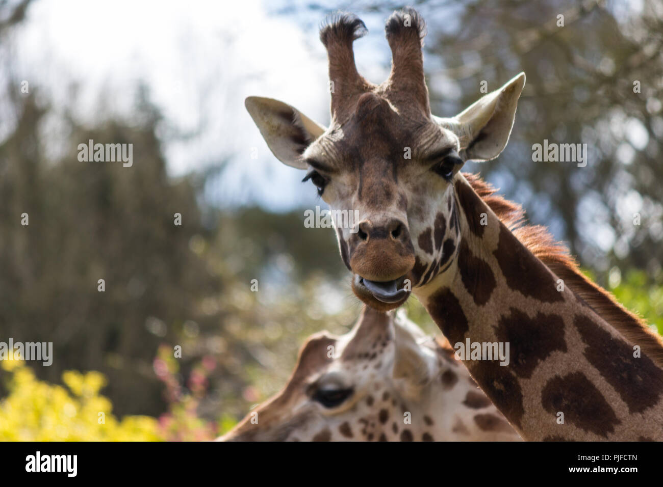 Giraffe sticking its tongue out Stock Photo