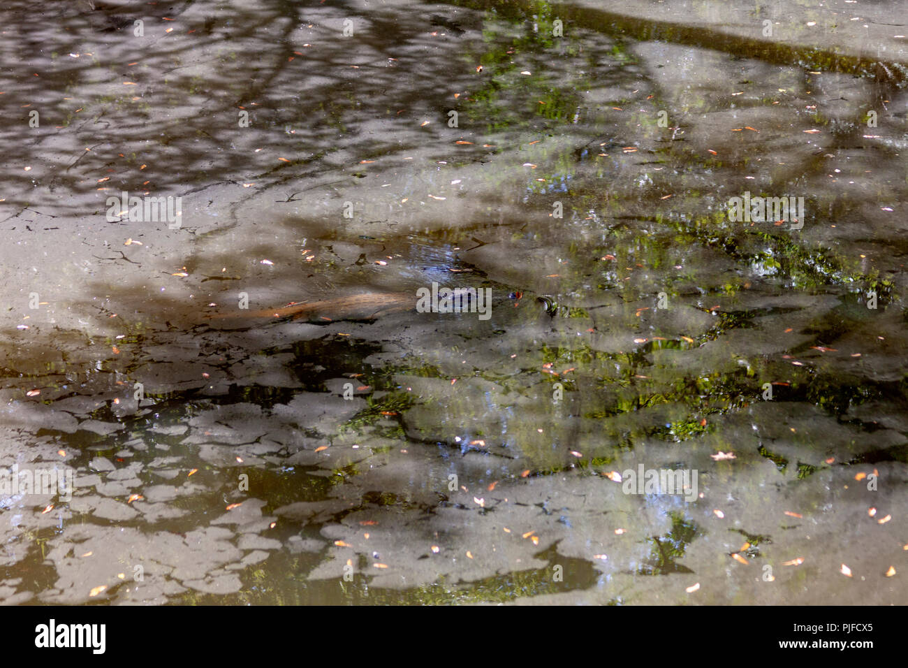 An alligator is camouflaged well in shadow and water as it floats in a tributary of the Pearl River in Louisiana. Stock Photo