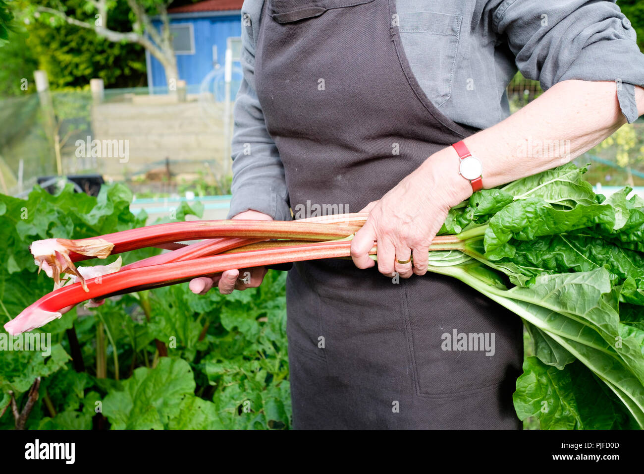Picking rhubarb - a gardener harvests a handful of red rhubarb stalks with their leaves attached. Stock Photo
