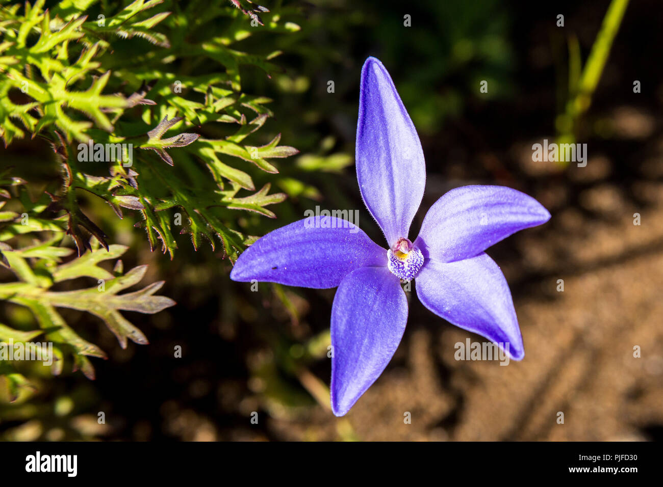 Blue China Orchid Yarloop Stock Photo