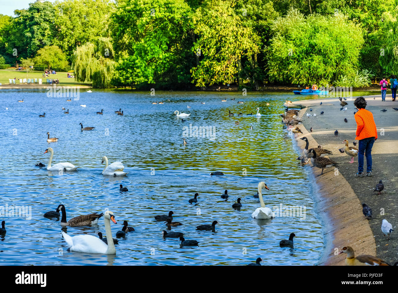 Boy in bright orange jacket feeding birds swimming in a pond in Regent's Park, London, England Stock Photo