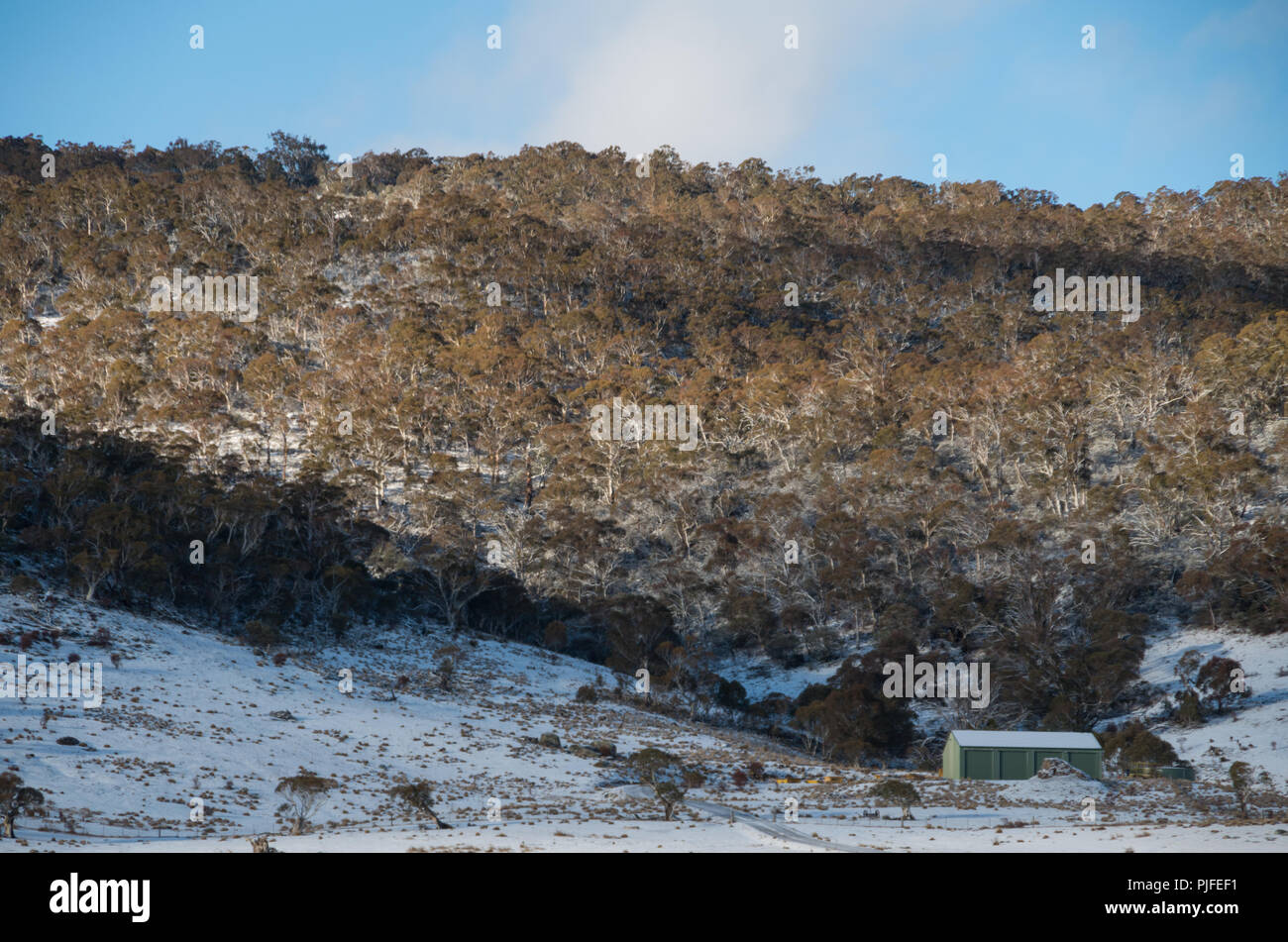 Australian bushland covered in snow after a snowfall in the snowy mountains Stock Photo