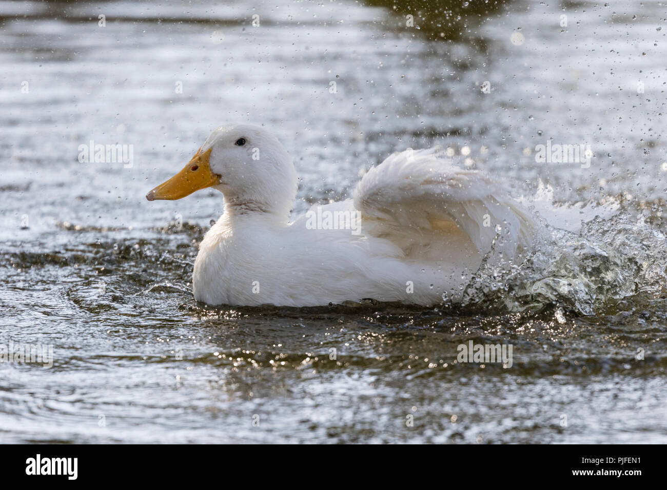 Domestic duck taking a bath and splashing water, Södermanland, Sweden