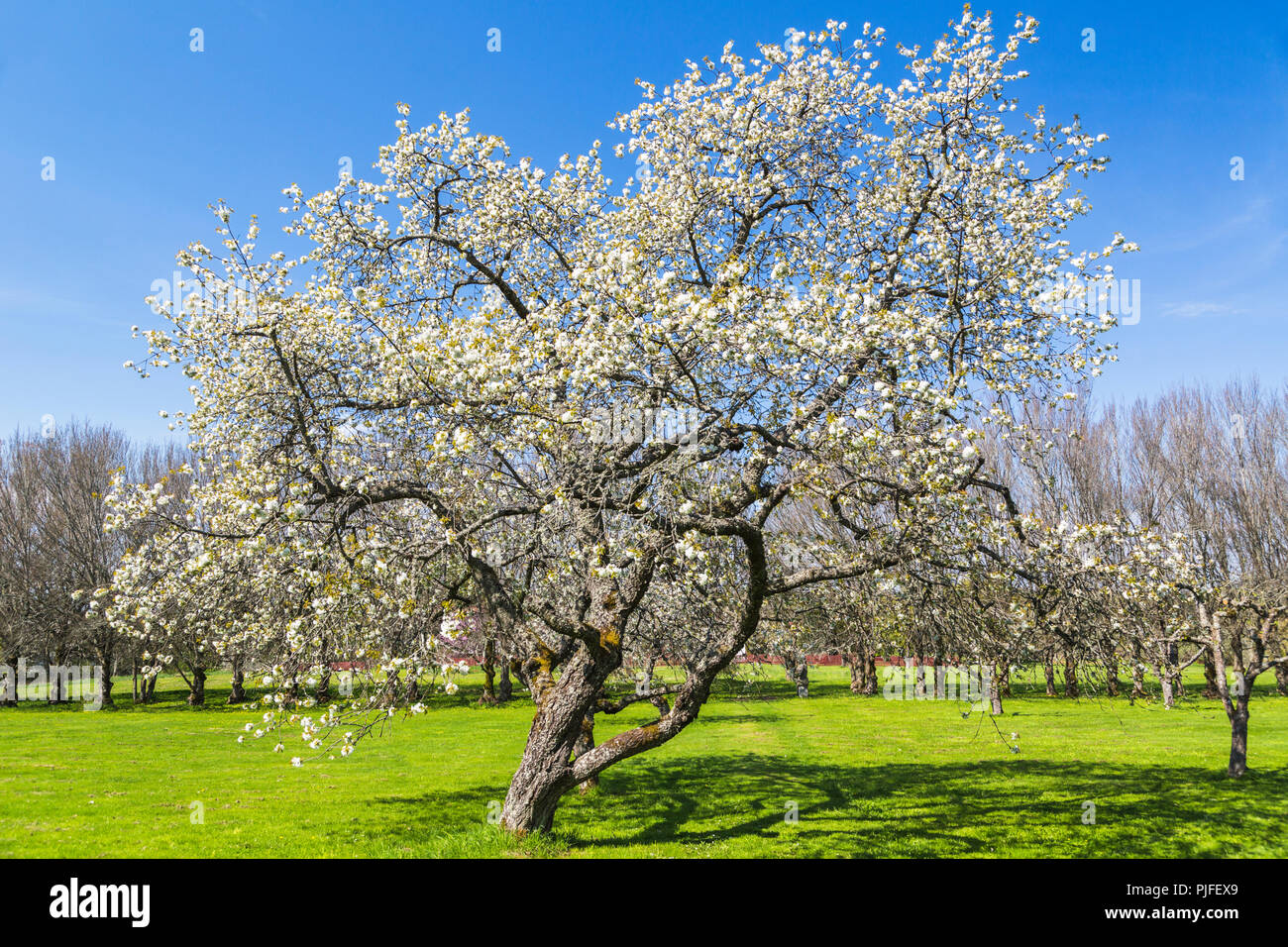 Blooming apple tree in spring season on a lawn with trees in background ...