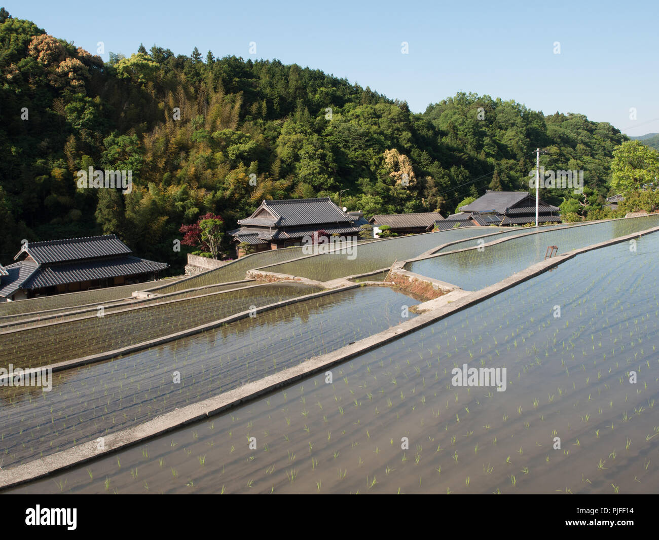 Flooded rice field with seedlings, hill side terrace,  in spring, Ehime, Shiko, Japan Stock Photo