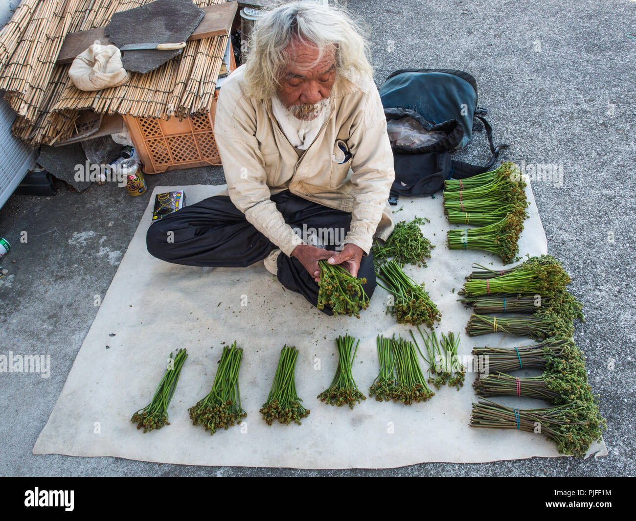 Man preparing sansai warabi, wild mountain vegetables, Ehime, Shikoku, Japan Stock Photo