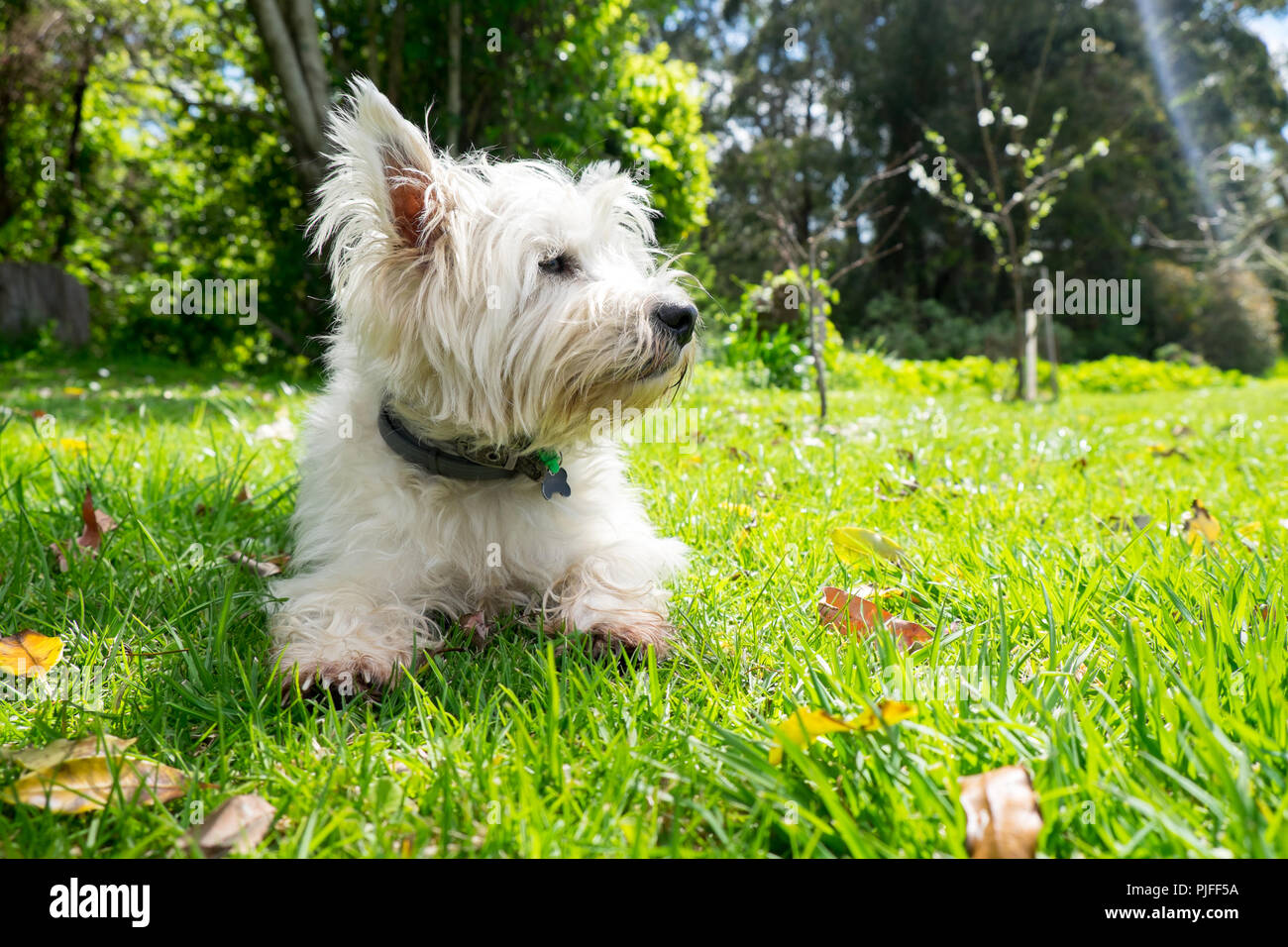 backpack westies liverpool