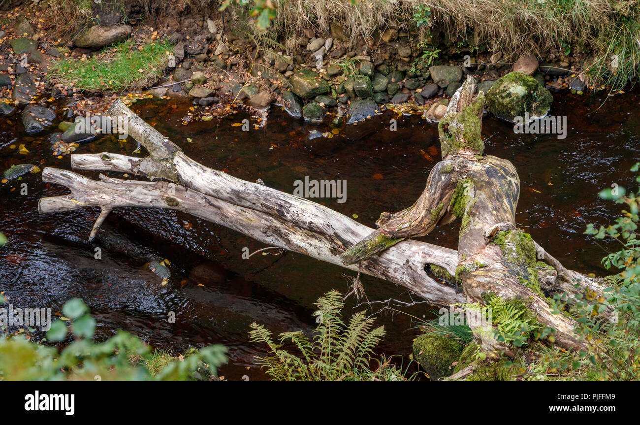 Fallen tree stump appearing to have a tree-figure crossing the river, North Yorkshire, UK. Stock Photo