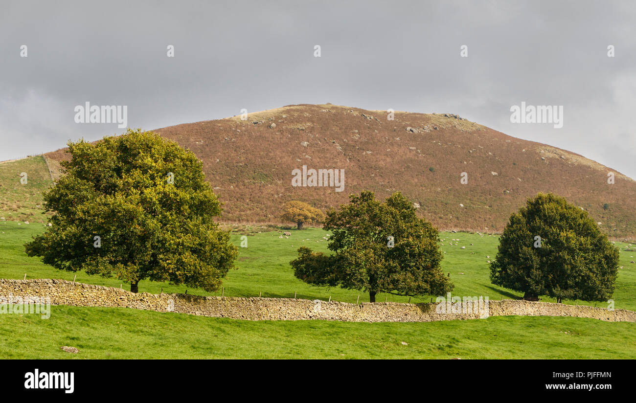 Three trees and a low stone wall stretch across a moorland countryside landscape in Yorkshire, UK. Stock Photo