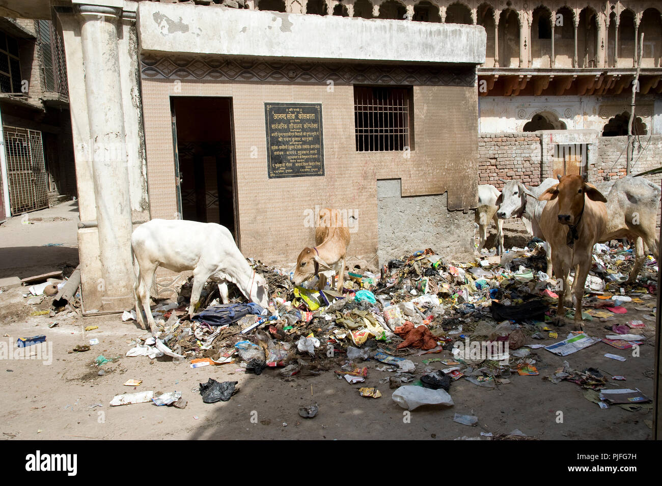 Cows eating garbage on the street at Vrindavan  Mathura  Uttar Pradesh  India Stock Photo