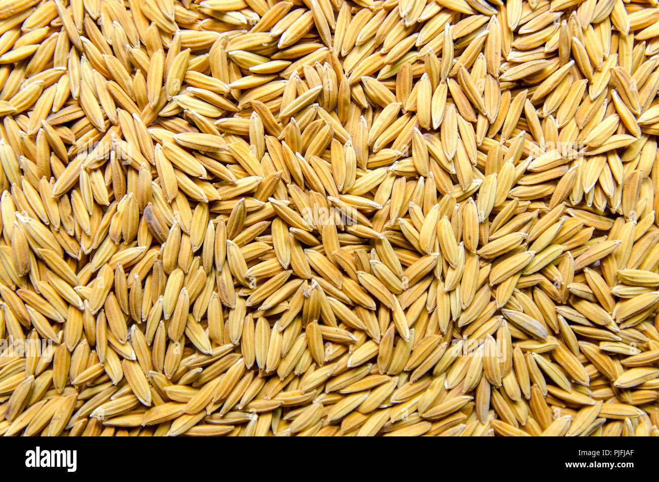 Top view of paddy rice and rice seed on the floor, Background and ...