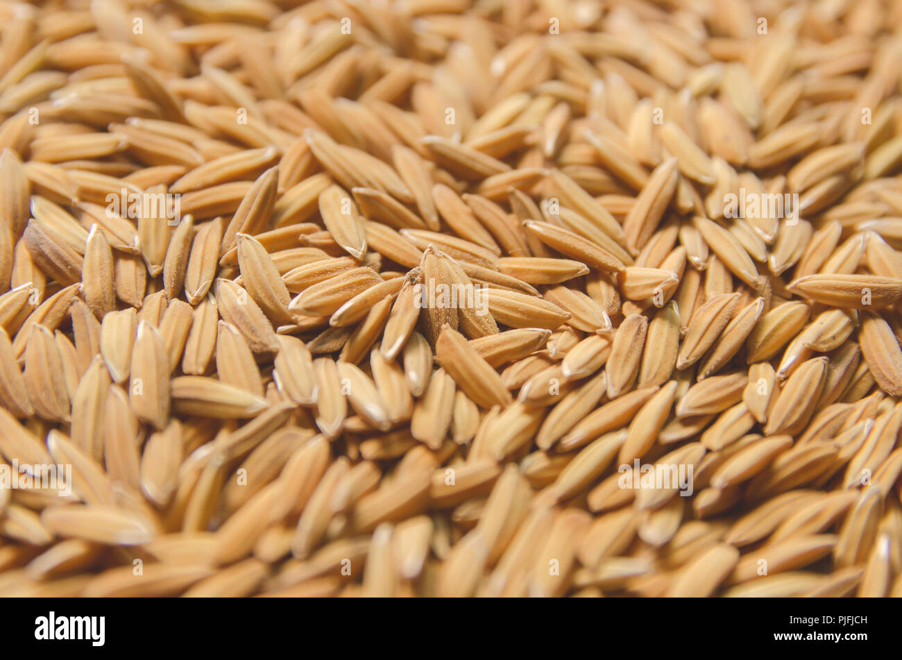 Top view of paddy rice and rice seed on the floor, Background and ...