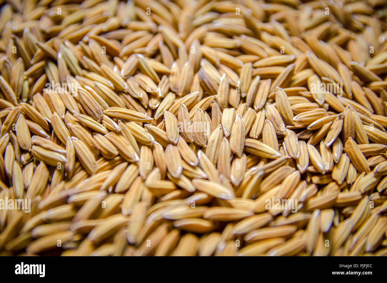 Top view of paddy rice and rice seed on the floor, Background and ...