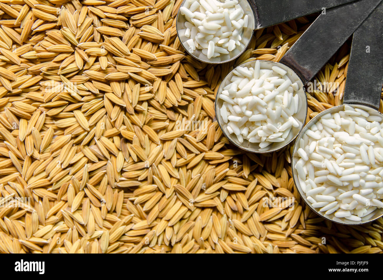Top view of paddy rice and rice seed on the floor, Background and ...
