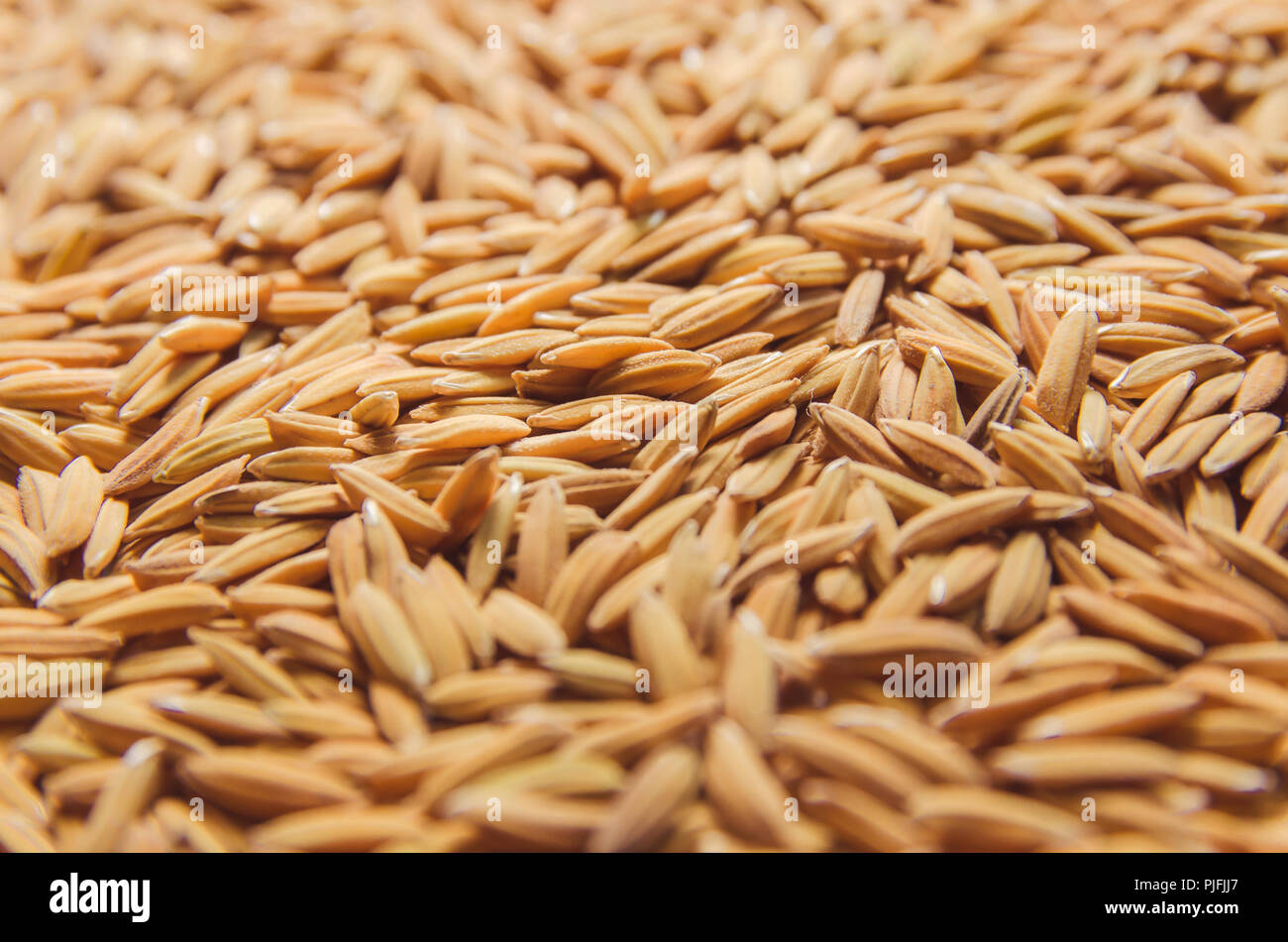 Top view of paddy rice and rice seed on the floor, Background and ...