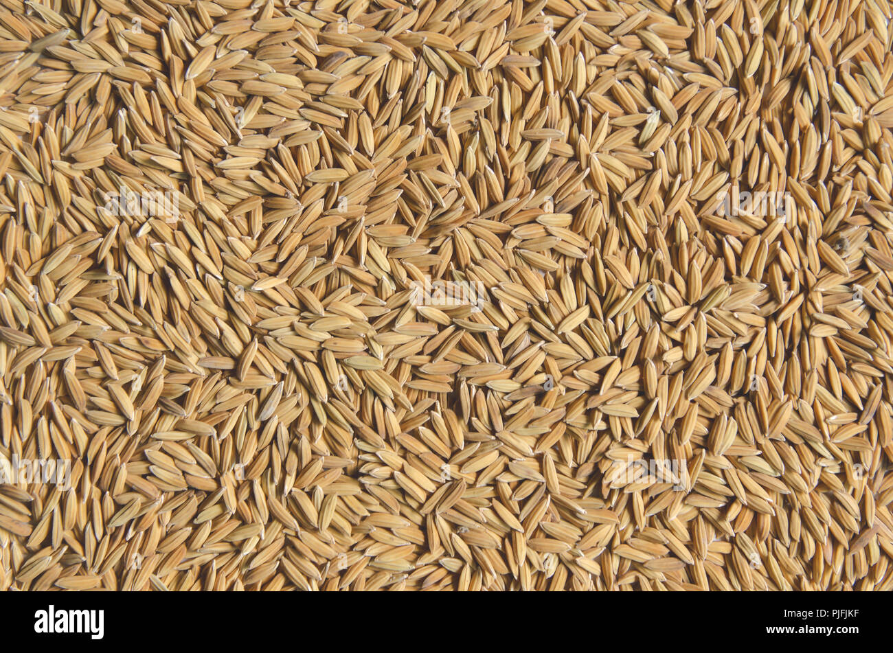 Top view of paddy rice and rice seed on the floor, Background and ...