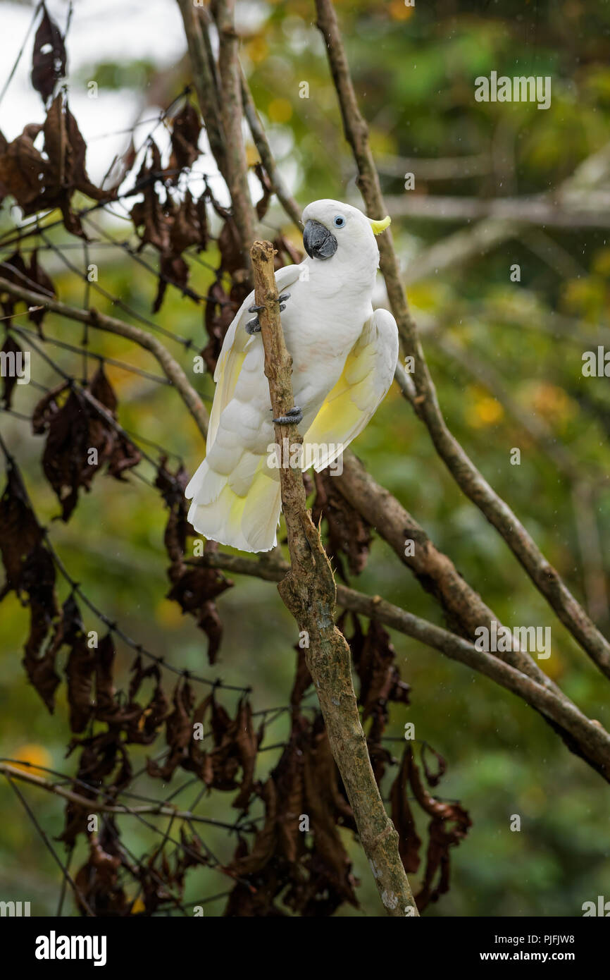 Eleonora cockatoo - Cacatua galerita eleonora, beautiful white parrot from Aru islands, Indonesia. Stock Photo