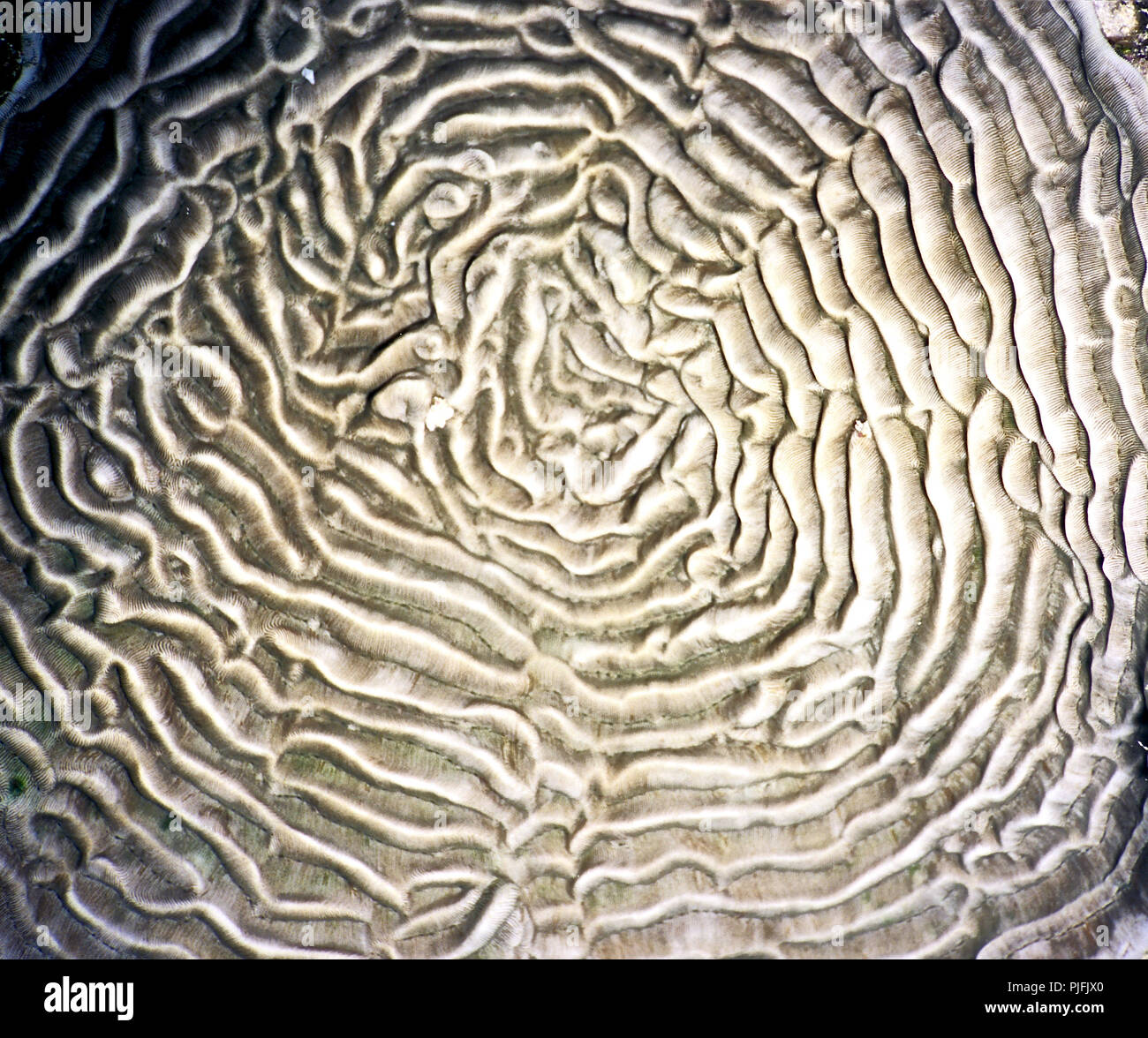 This is a species of hard coral (Platygyra lamellina: 100 cms.), which forms large round boulders - or flat plates as in this instance. The corallites are long and form maze-like sinuous lines, the appearance of which gives rise to its common name of brain coral. It has a widespread distribution in the Into-Pacific region, usually on the slopes of coral reefs and at depths not exceeding 20 metres.The species is becoming rarer, as a result of the general degradation of reefs due to climate change and ocean acidification. The IUCN Red List indicates that it is near threatened.  Egyptian Red Sea. Stock Photo