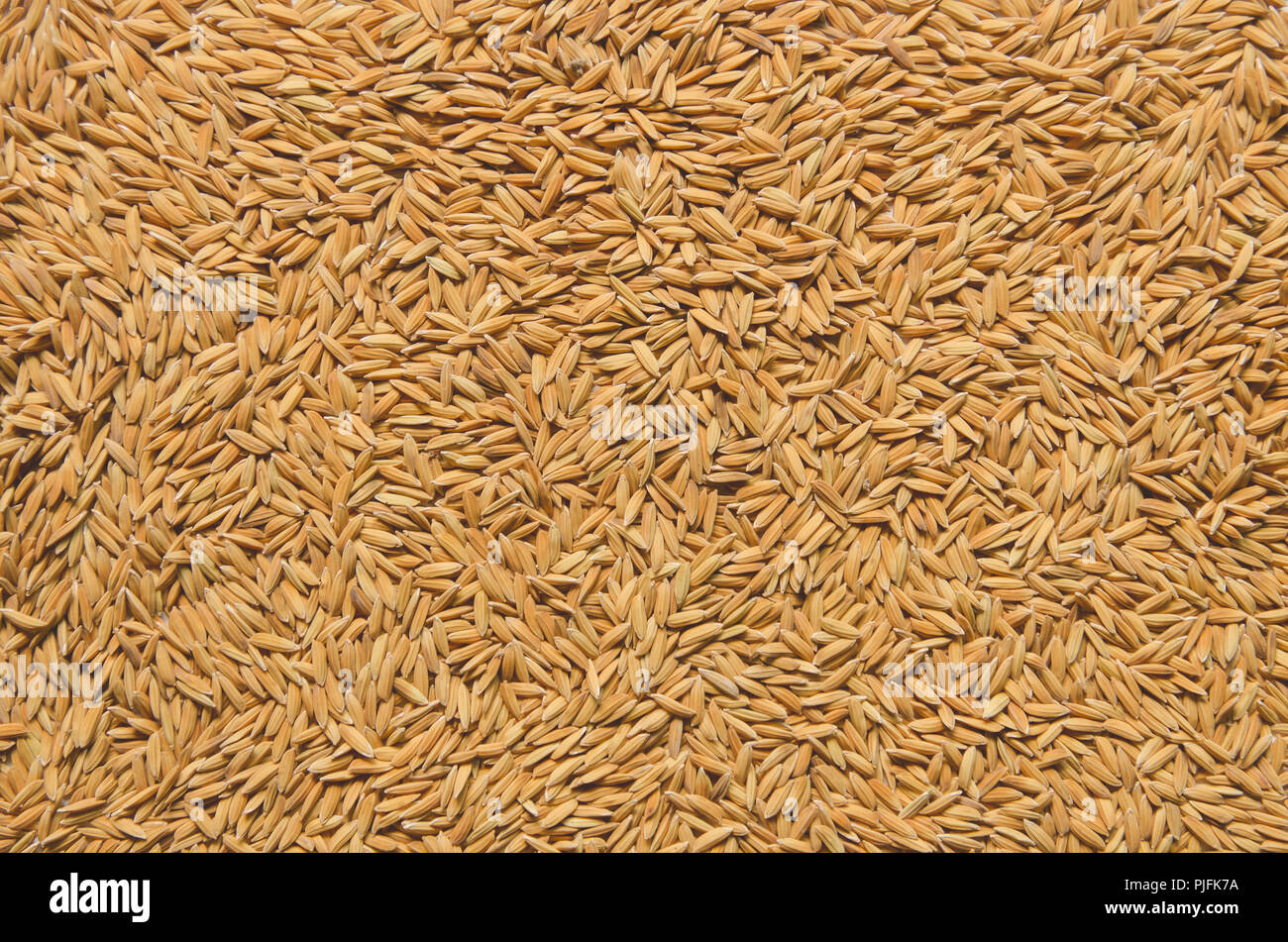 Top view of paddy rice and rice seed on the floor, Background and ...