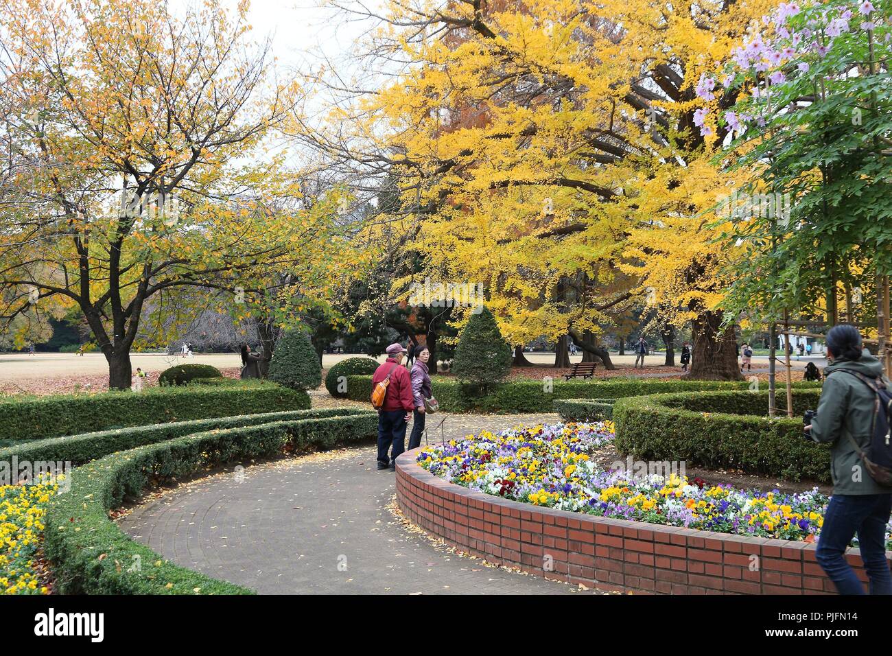 TOKYO, JAPAN - NOVEMBER 30, 2016: People visit Shinjuku Gyoen in Tokyo, Japan. Shinjuku Gyoen park is notable for its celebration of autumn leaves. Stock Photo