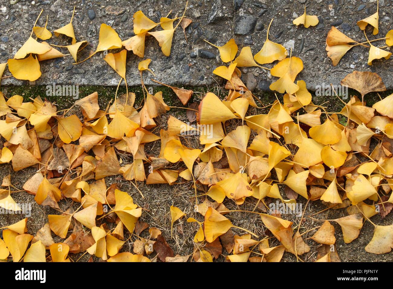 Yellow autumn ginkgo tree leaves on a sidewalk in Osaka, Japan. Fall season composition. Stock Photo