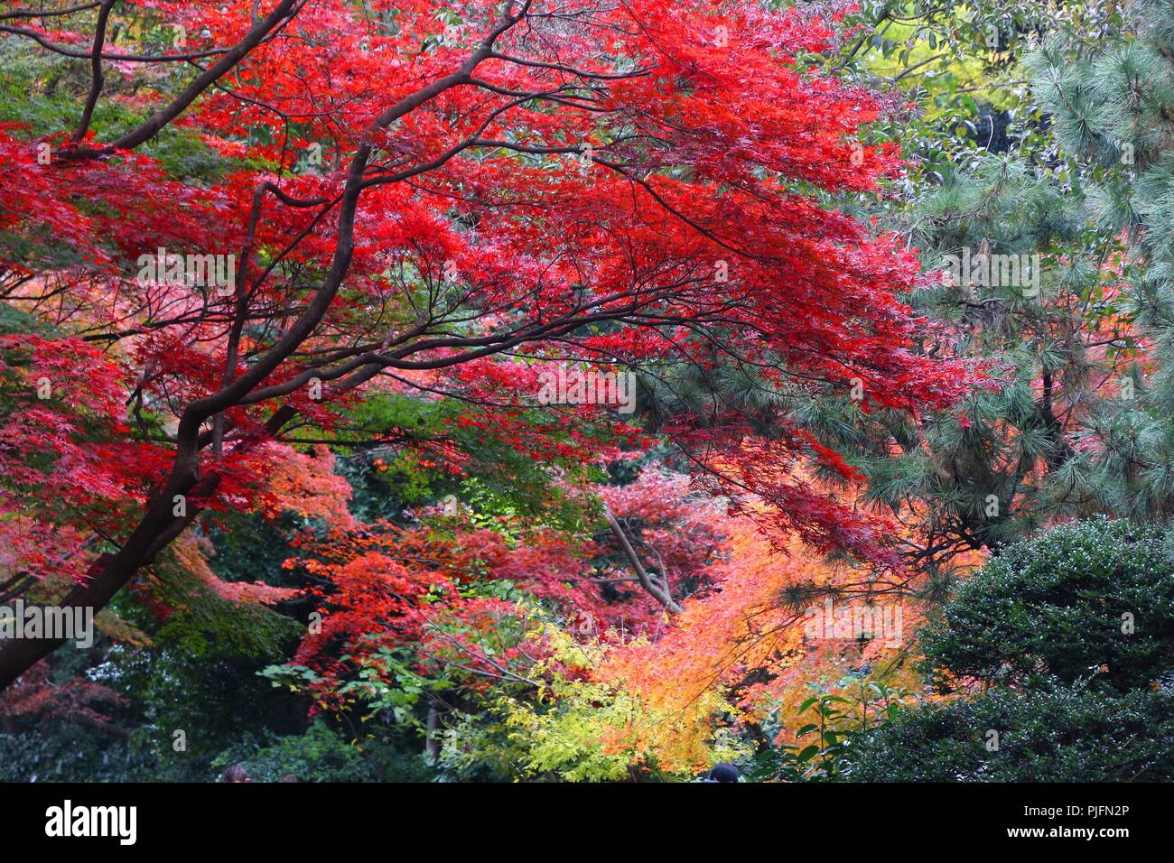 Autumn leaves in Japan - red momiji leaves (maple tree) in Tokyo ...