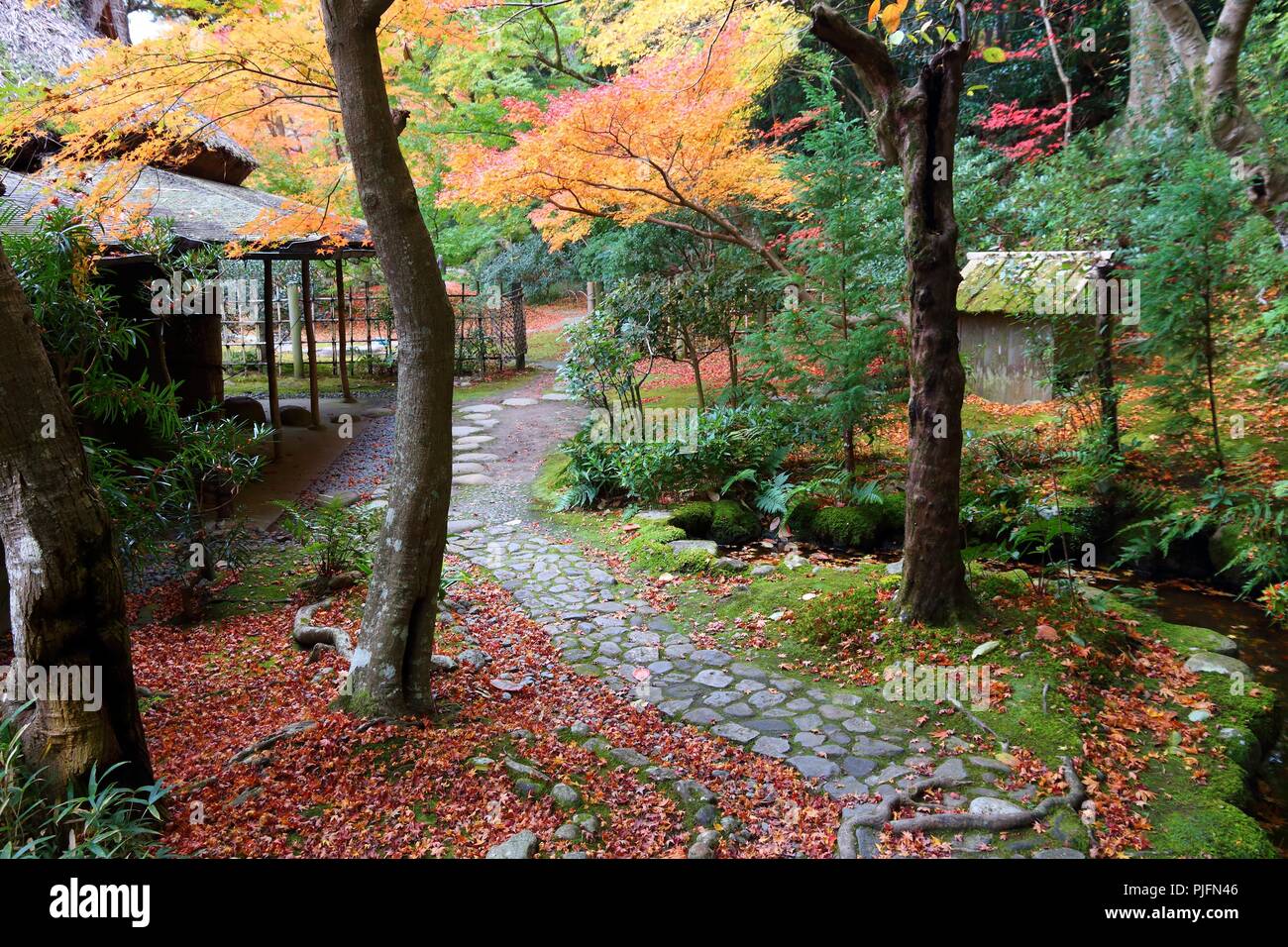 Autumn foliage moss garden in Japan - red momiji leaves (maple tree) in a Japanese tea garden of Yoshikien, Nara, Japan. Stock Photo