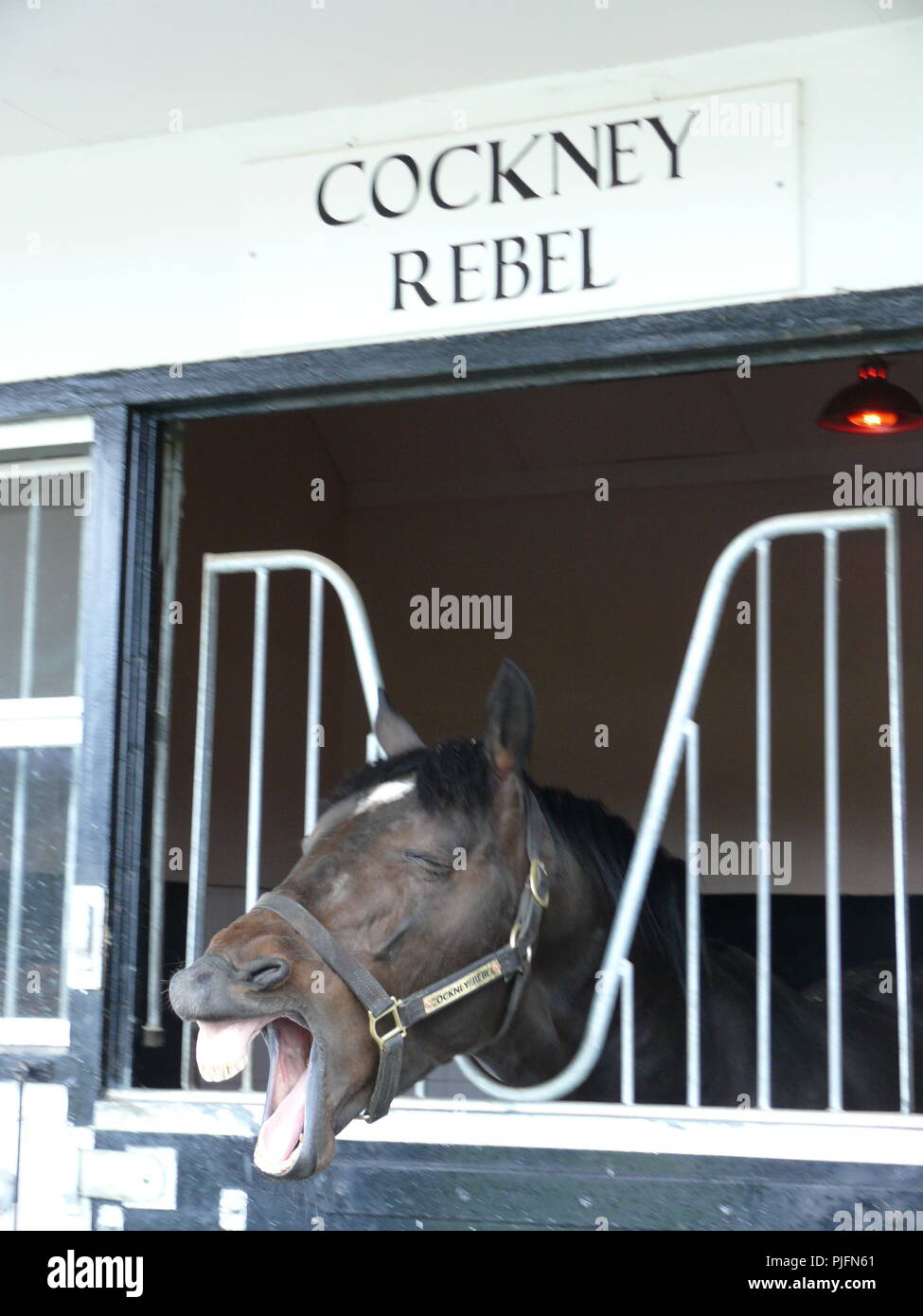 A portrait of the racehorse, Cockney Rebel, at the National Stud, Newmarket, with a humorous expression Stock Photo