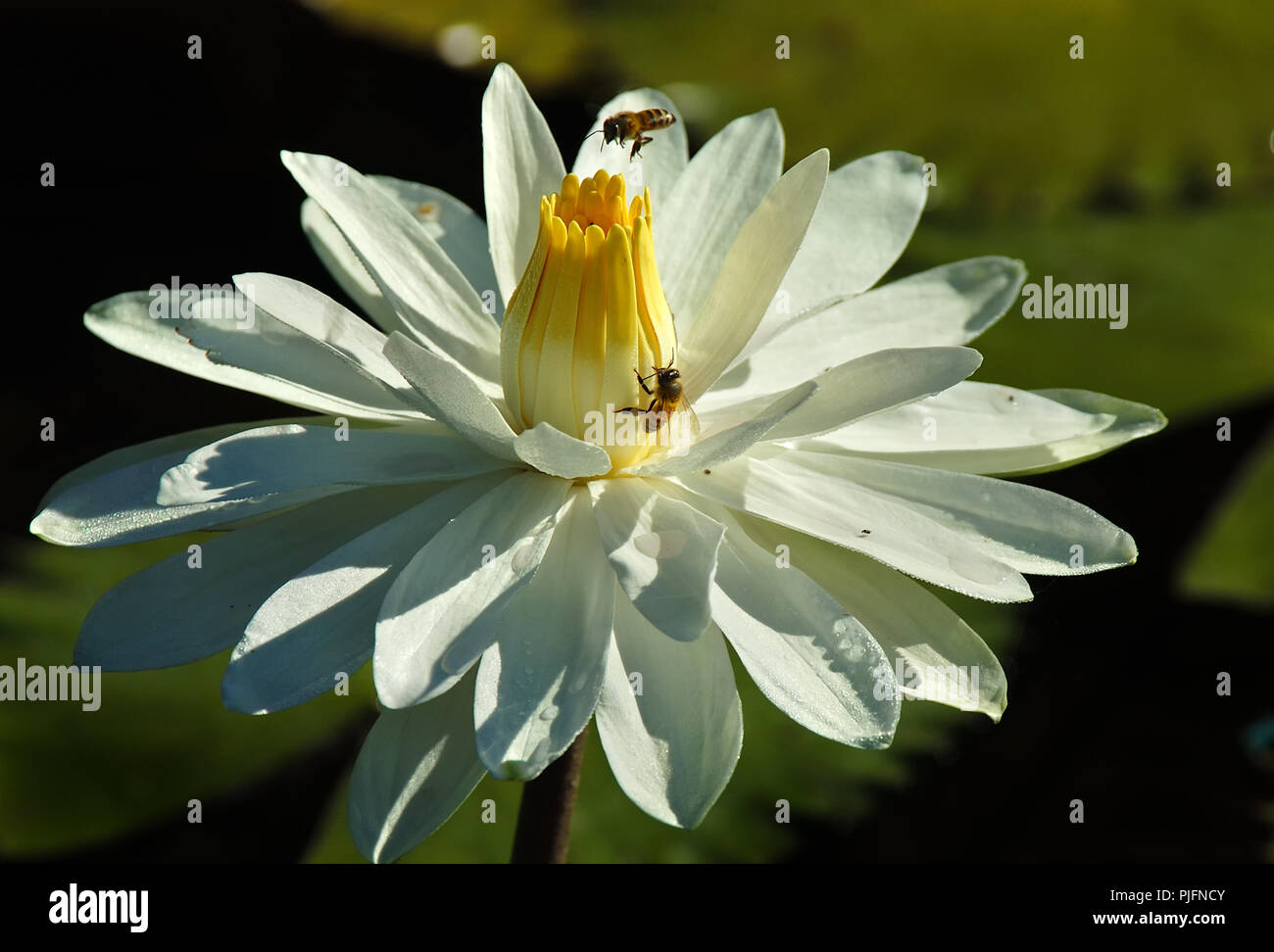 Water lily with bee in center hi-res stock photography and images - Alamy