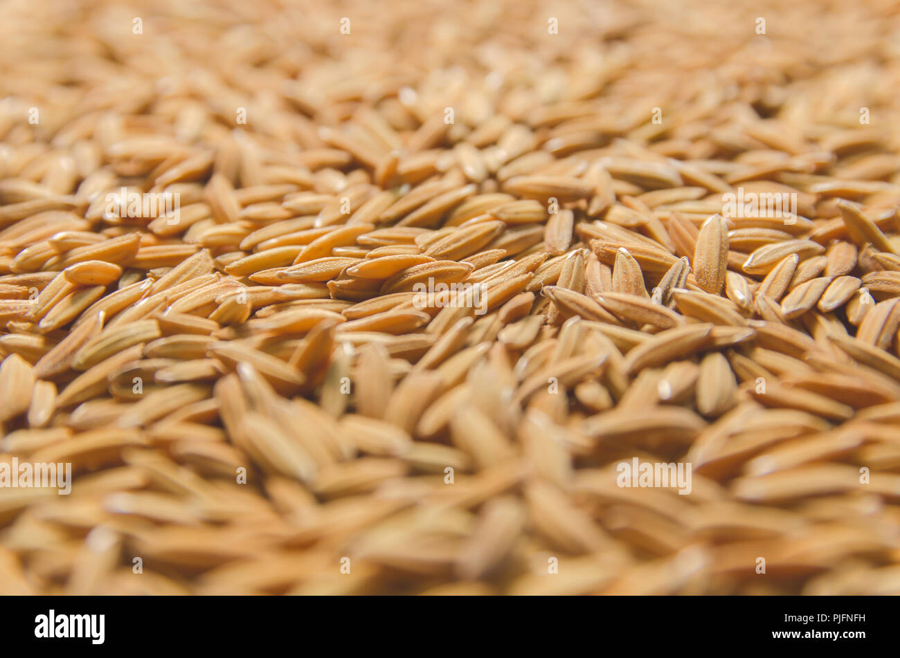 Top view of paddy rice and rice seed on the floor, Background and ...